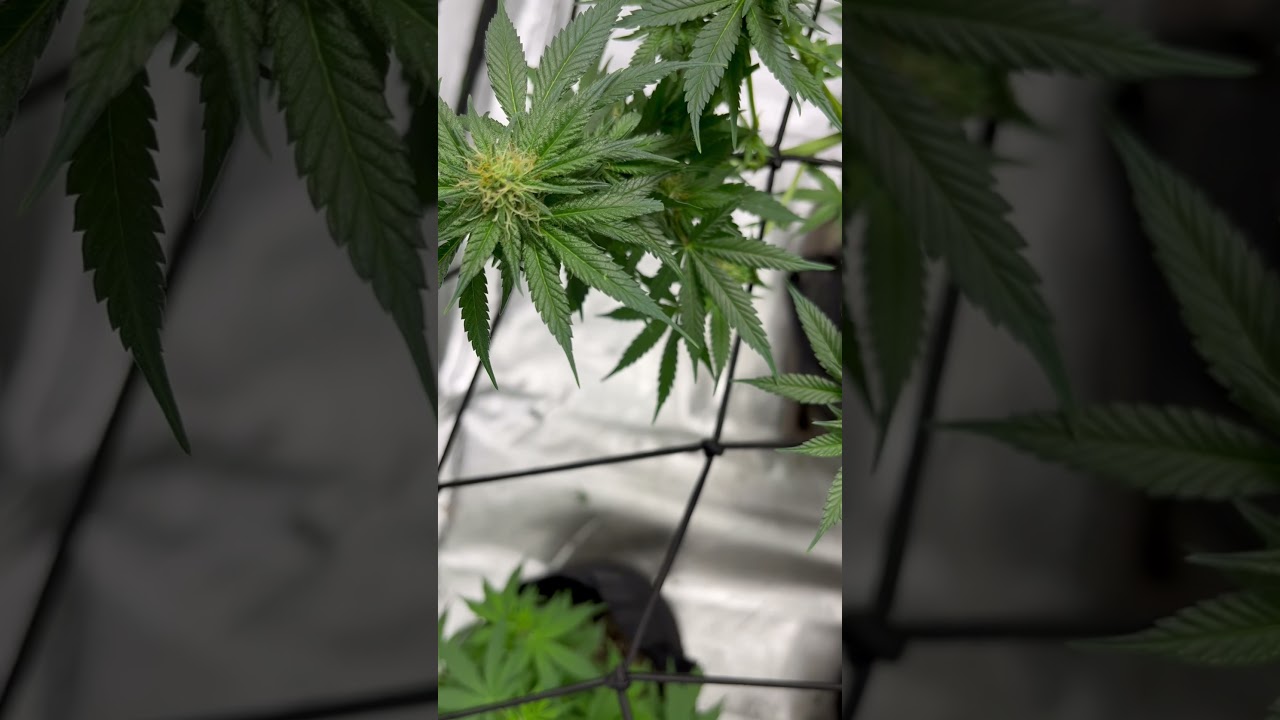 Week 4 Flower: Chem Squeezy by Freeworld Genetics 🧬