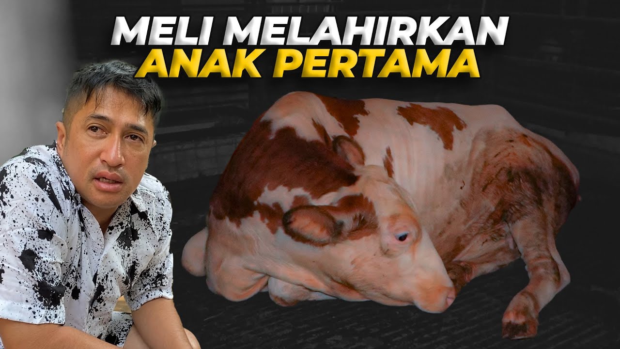 MELI AKHIRNYA MELAHIRKAN ANAK PERTAMANYA...tapii..
