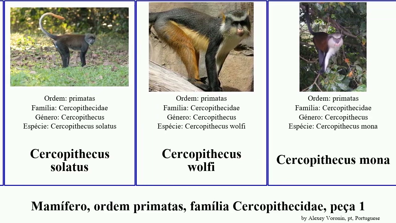 Mam&iacute;fero, ordem primatas, fam&iacute;lia Cercopithecidae, pe&ccedil;a 1 cercopithecus macaca colobus cercocebus