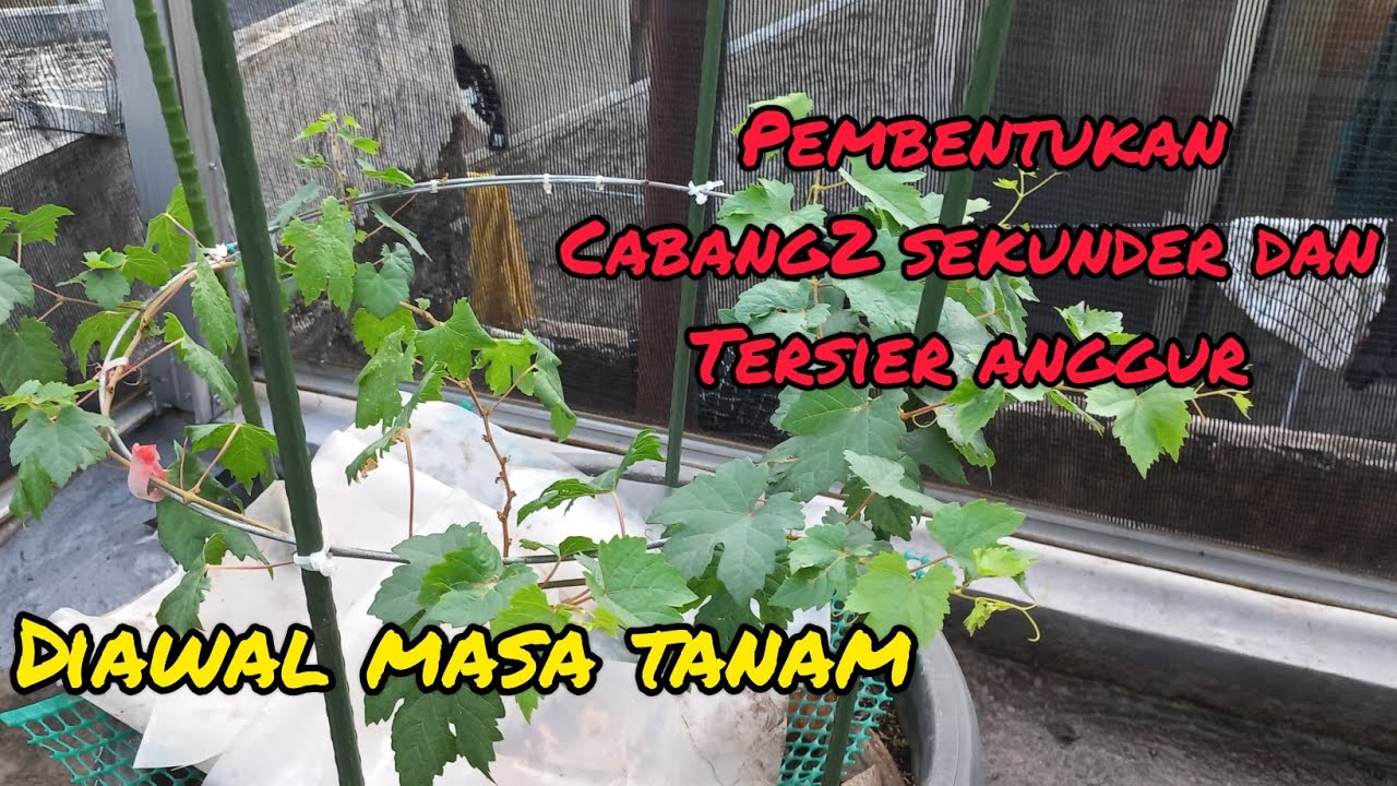pembentukan cabang sekunder dan tersier anggur di awal masa tanam.