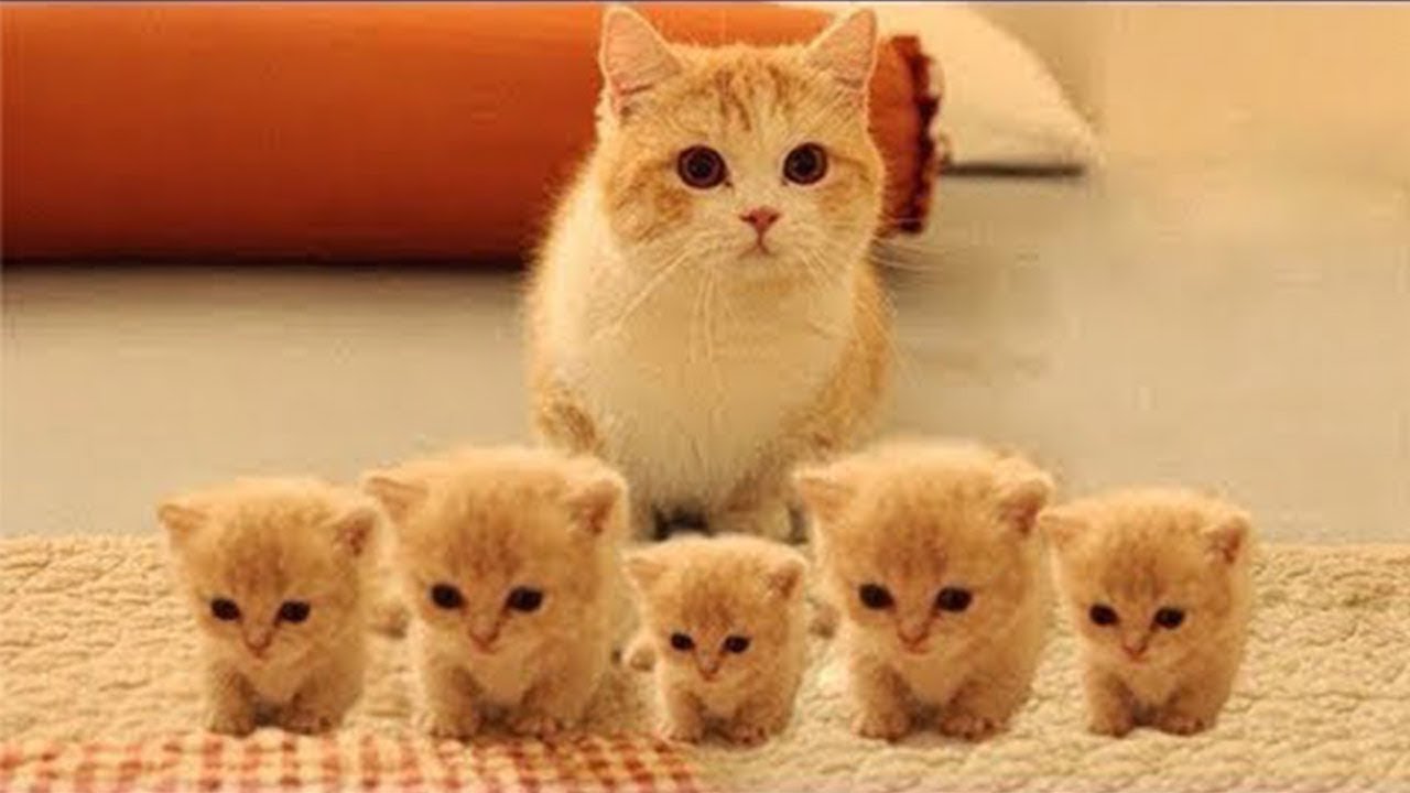😇😻 10 caring and  devoted  animal moms in the world