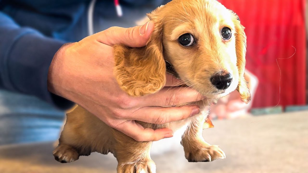 Moos Moet Naar De Dierenarts