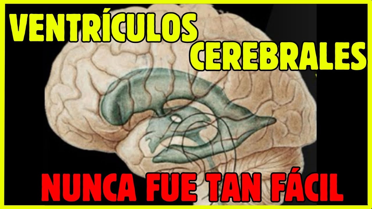 🧠¡¡VENTRÍCULOS CEREBRALES EN 11 MINUTOS!!