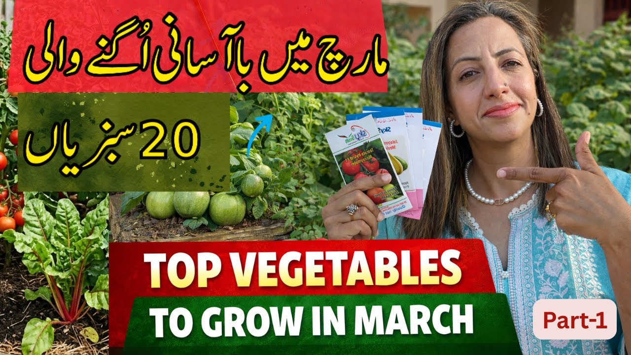⛔️ Summer Vegetables to Grow at Home in March & April-part1 | Kitchen Gardening in Pakistan & India