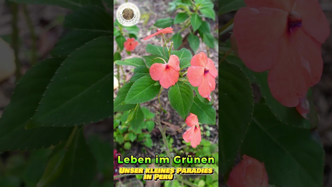 Leben im Gr&uuml;nen -🌱- Unser kleines Paradies in Per&uacute; (Fleissiges Lieschen 