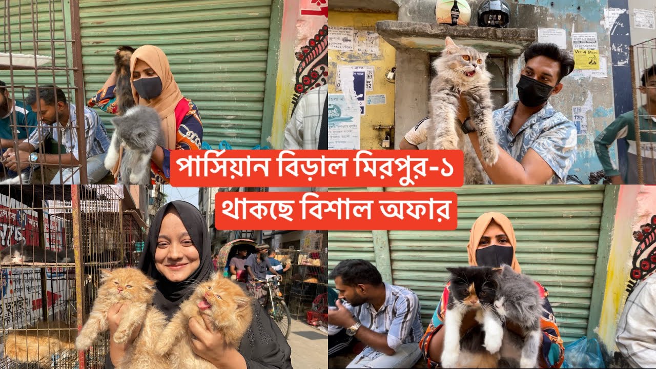 মিরপুর পার্সিয়ান বিড়াল এর হাট-০৩/০৬/২০২৬@Saiful_Drz 