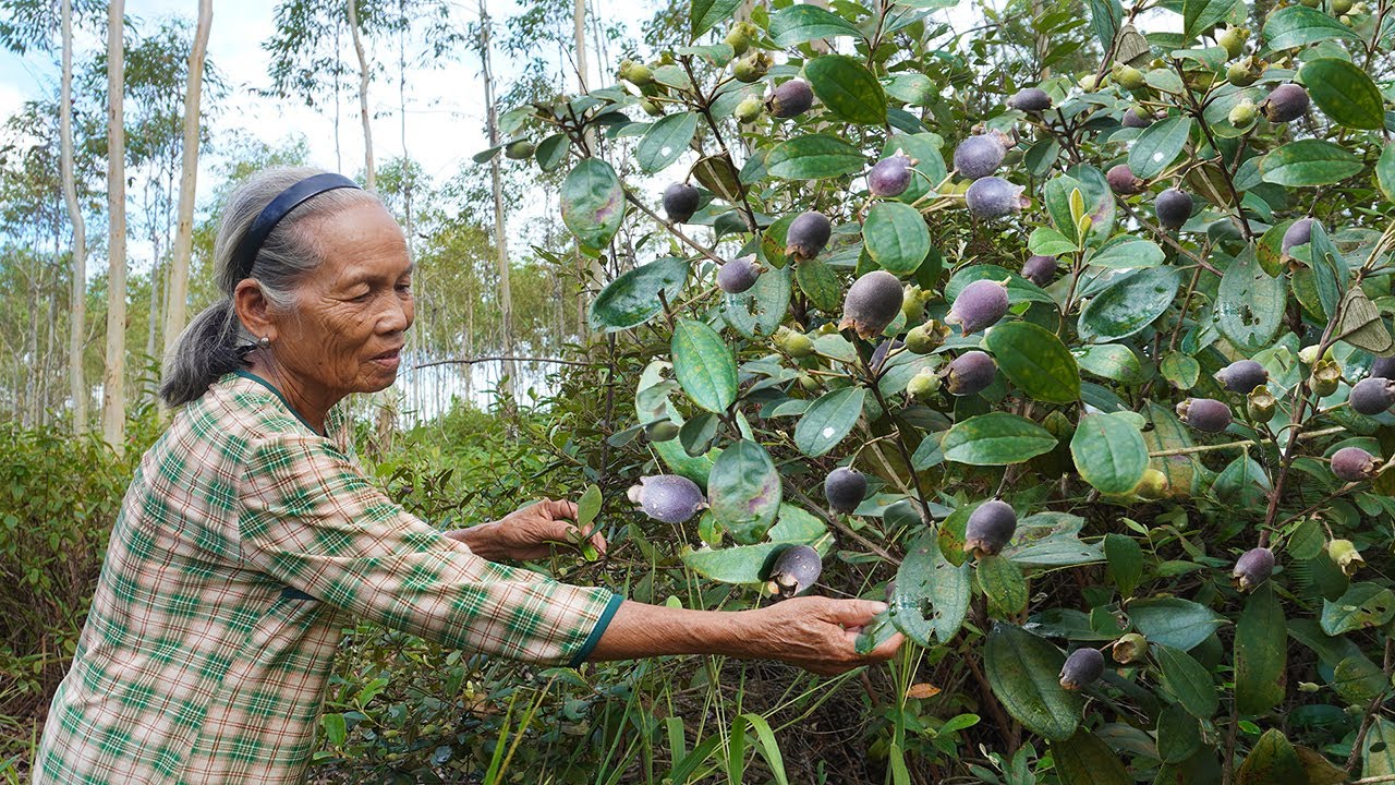 “桃金孃”兒時味道的野果，阿婆摘回泡了2個月，國慶拿出跟孫子同飲Grandma uses wild fruits to make traditional Chinese food｜广西 美食｜玉林阿婆