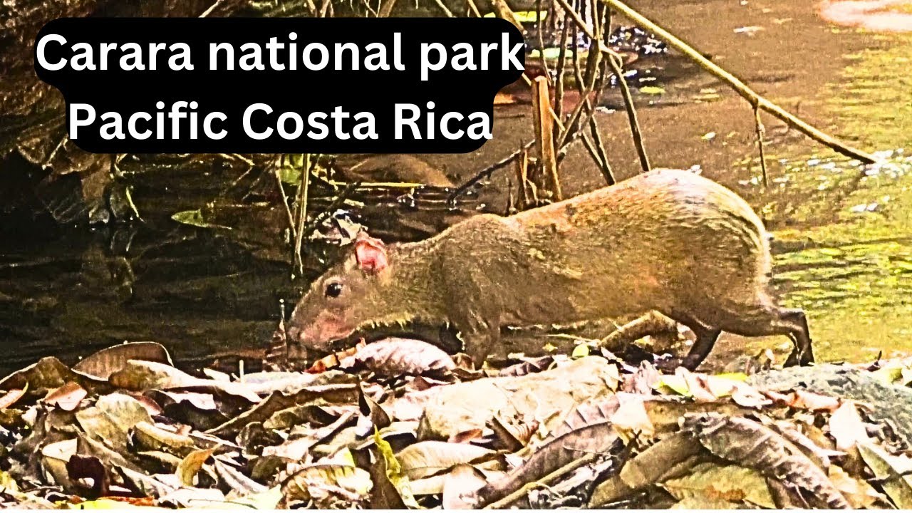 Carara Nationalpark, Costa Rica travel 4K. Things to do in Jaco.