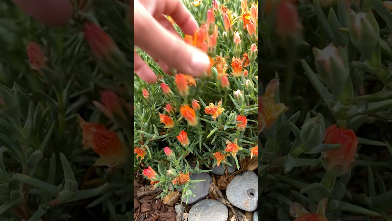Propagating ice plant #garden #diygardening #ihavethisthingwithplants #gardeningideas