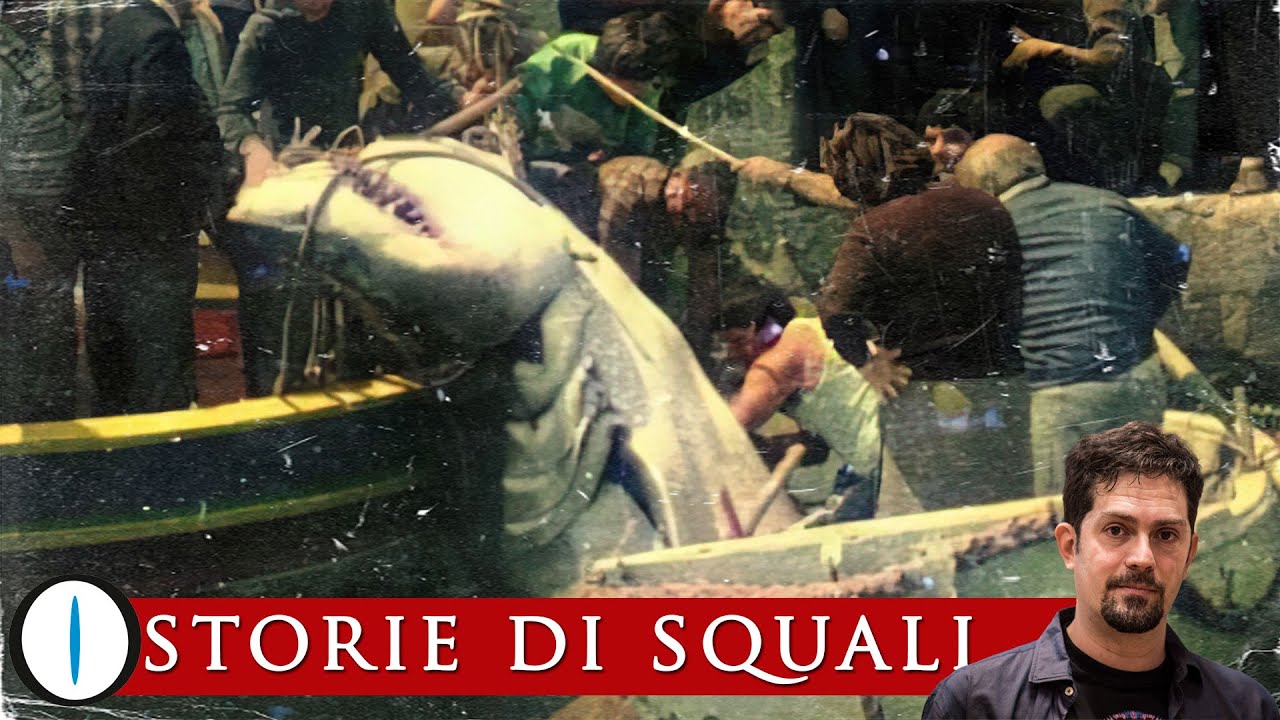 SQUALI: storie insolite dal MEDITERRANEO