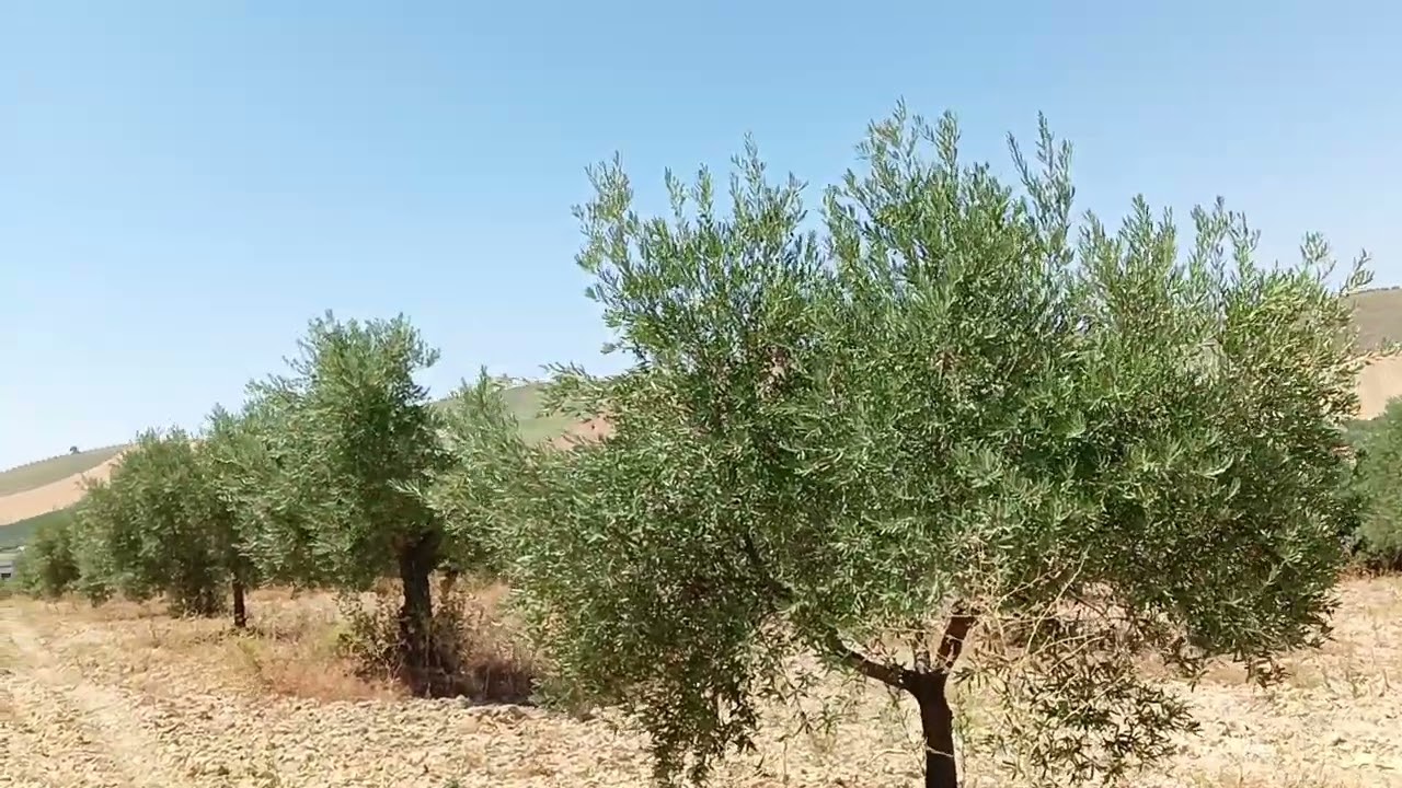 Manejo del olivar. Olivar ecológico. Finca que vuelve a producir. Claves del manejo. Picual.