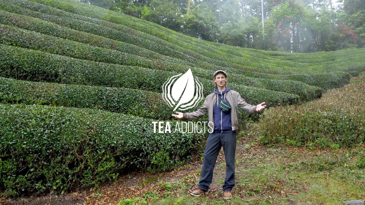 TEA ADDICTS - Japan Kyoto Uji Wazuka - in the field - Green Tea Spring Harvest