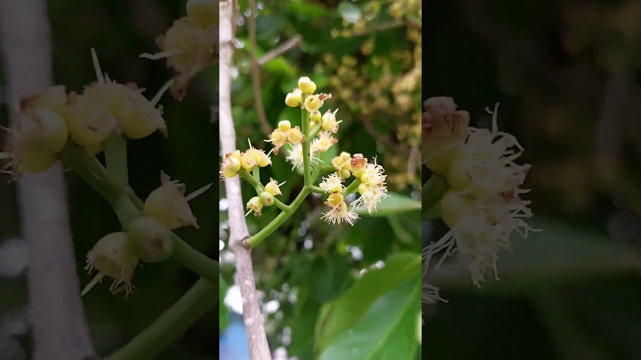 Syzygium sp.  #nature #floral #short #shorts #shortvideo