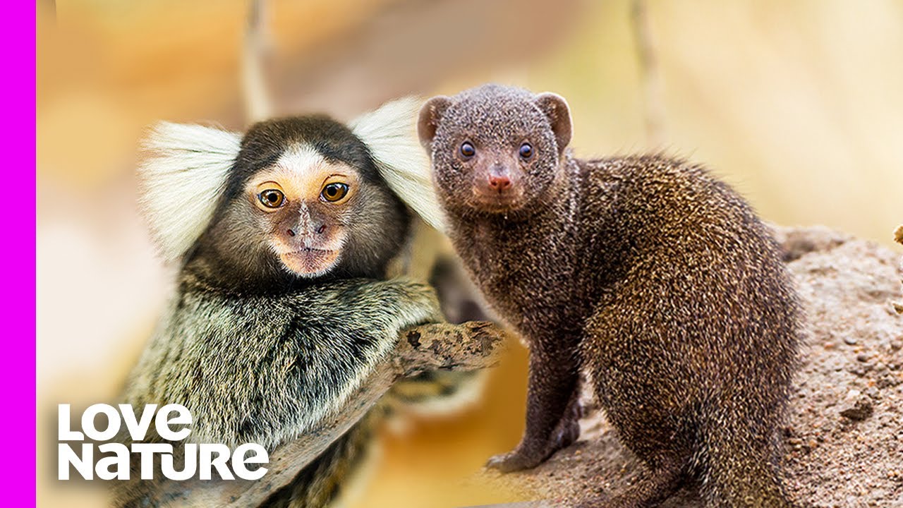 Tiny Marmoset Monkey Obsessed With Fierce Mongooses