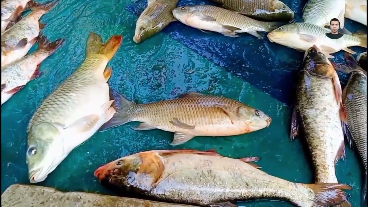 আজকে বাজারে কি কি মাছ আছে? | Today Fish Market Update  | Fresh Fish in Local Market
