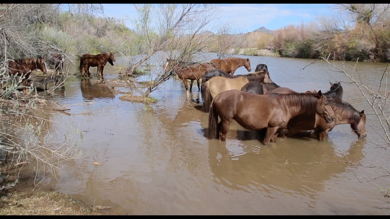 Rio Verde Wild Horses   02/15/26 - Rio Verde, AZ.