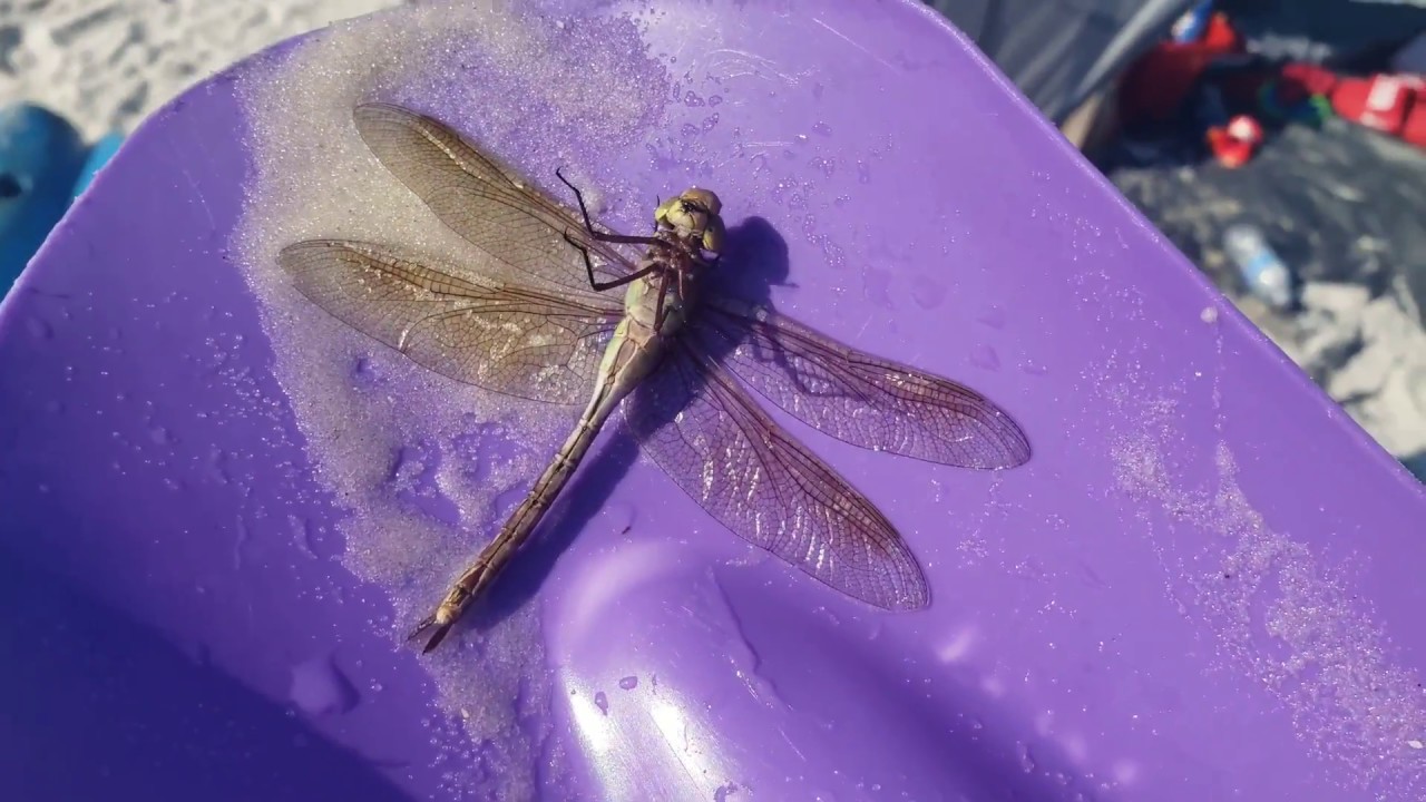 A dragonfly poem 