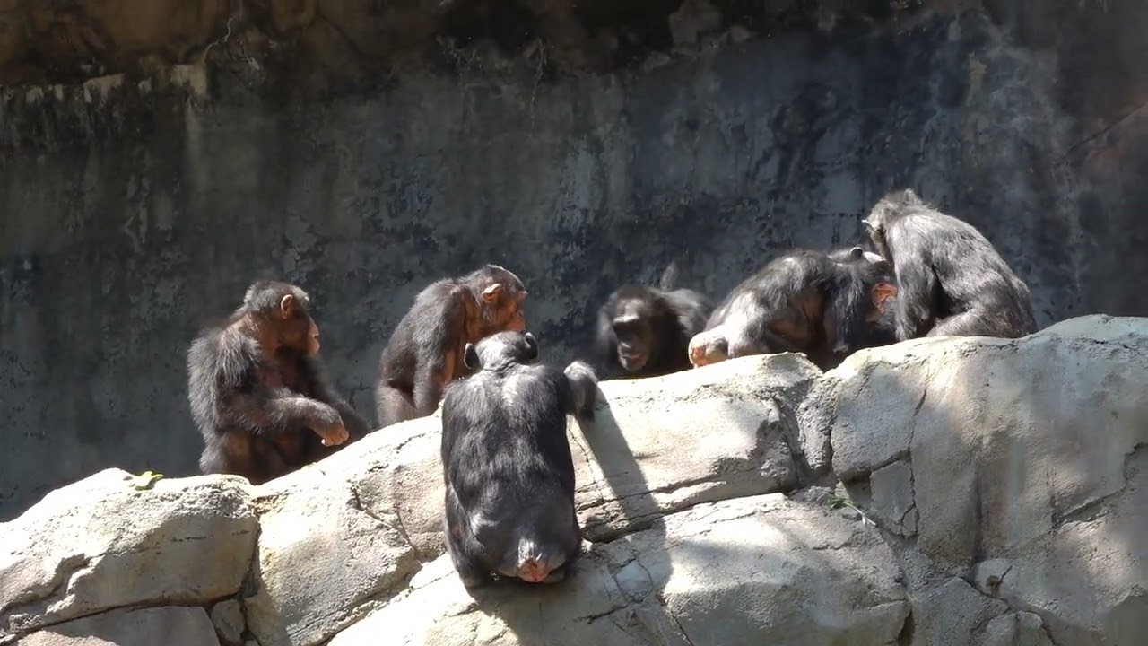 Chimpanzee fighting in LA Zoo