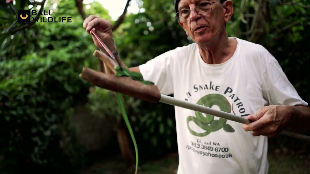 Ron Lilley - Snake Talks (Island Pit Viper)