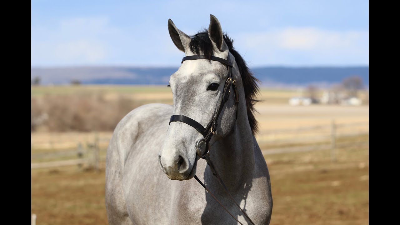 Exceptional Young Grey Gelding 