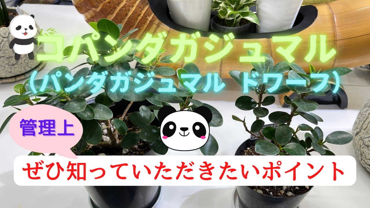 【