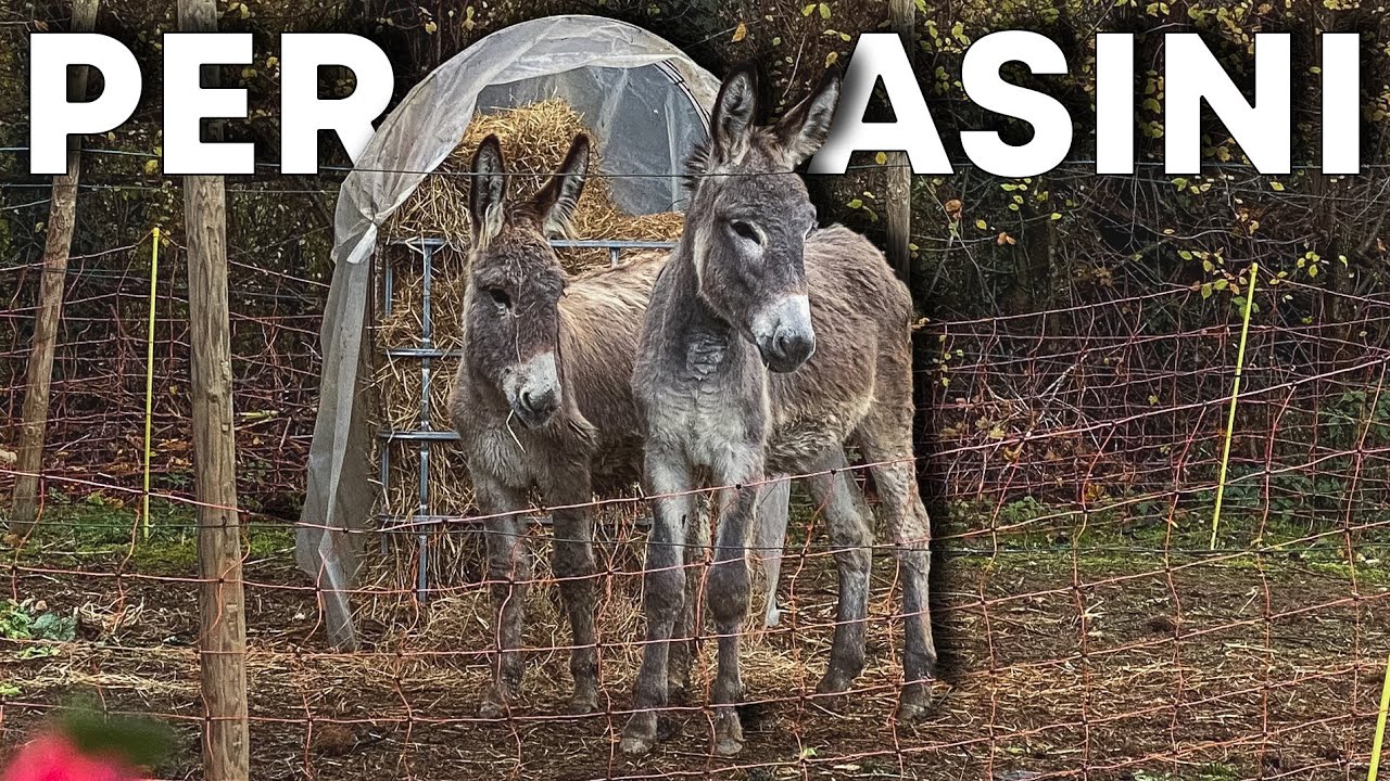 Ho costruito una MANGIATOIA per i miei ANIMALI
