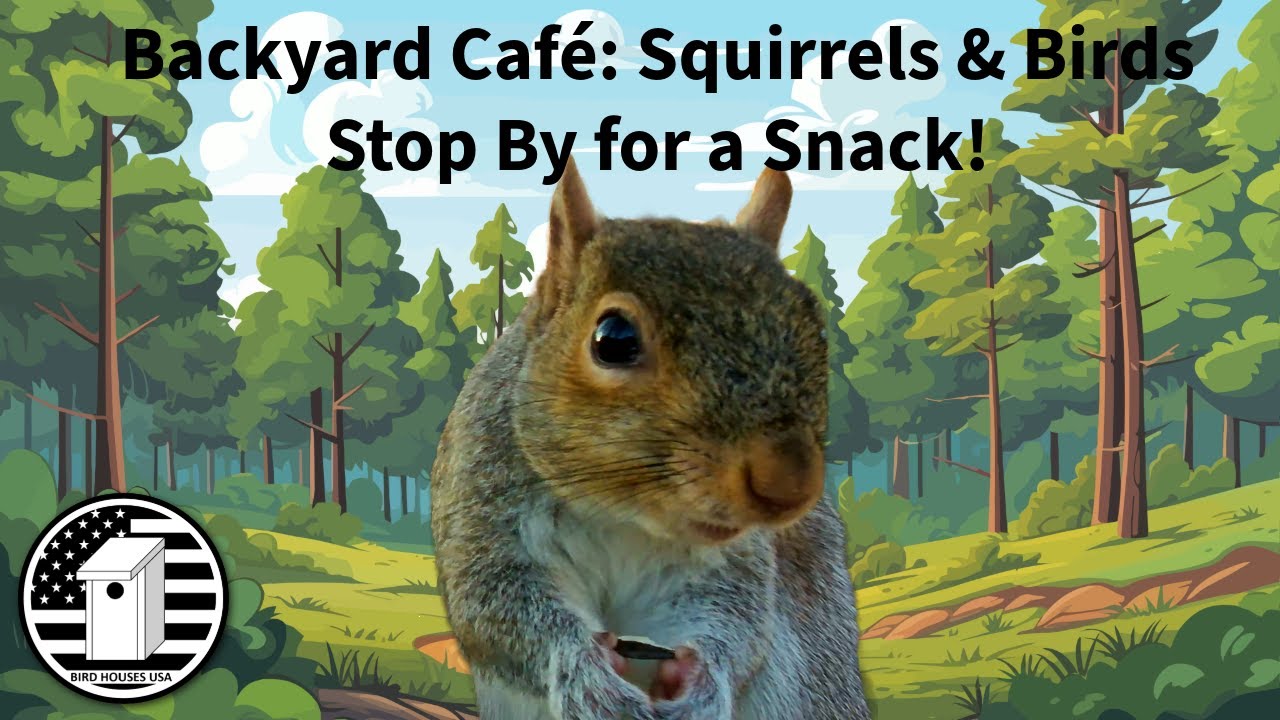 Backyard Café: Squirrels & Birds Stop By for a Snack!