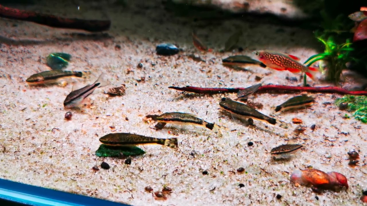 Such a amazing family. Corydoras pygmaeus and Otocinclus affinis in the shallow