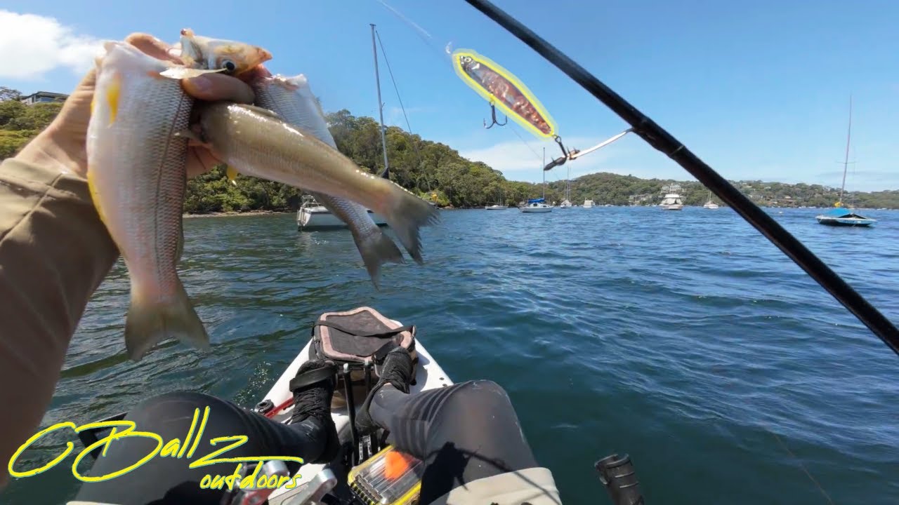 Catch Whiting in Sydney Harbour
