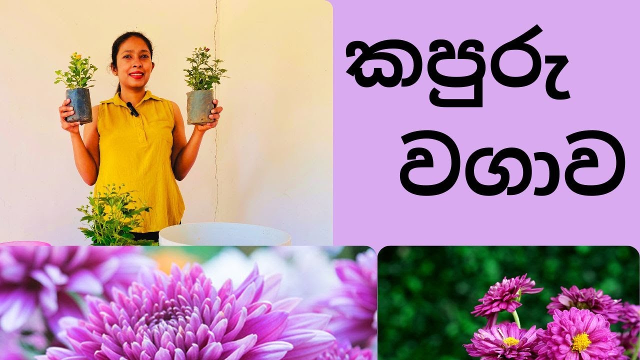 How to grow “kapuru”/Chrysanthemums to get maximum number of flowers/ කපුරු පැළයක් නිවැරදිව සිටුවමු 