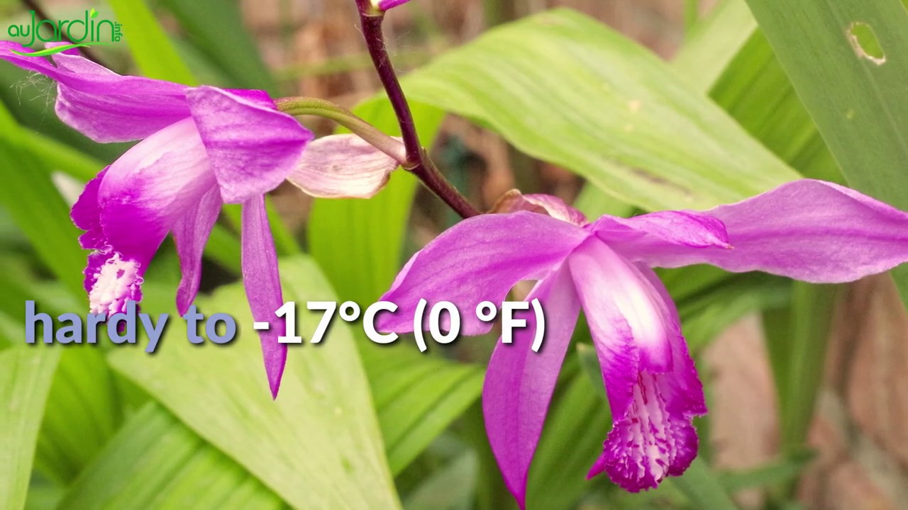 How to propagate hardy ground orchid Bletilla striata?