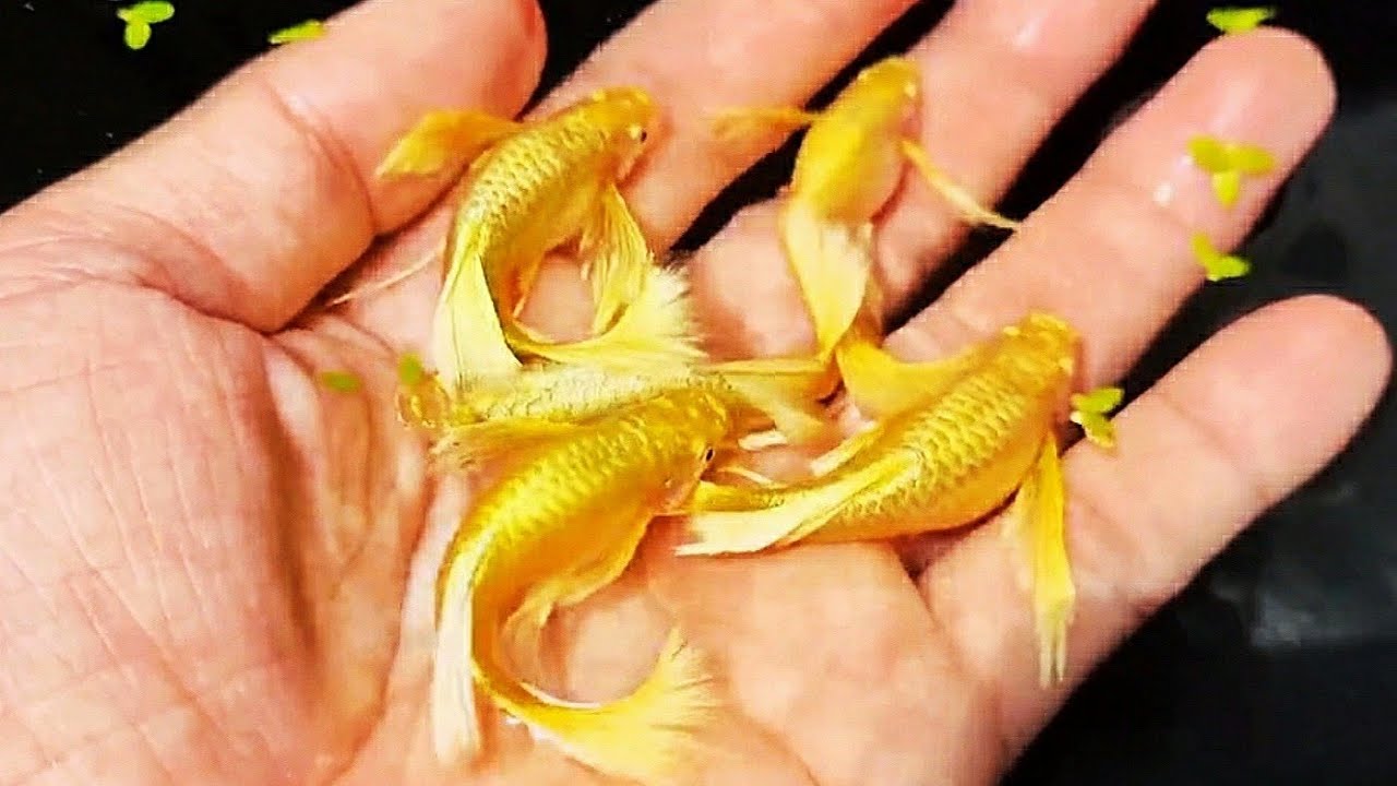 Как разводить рыбок гуппи, чтобы они быстро рожали и размножались