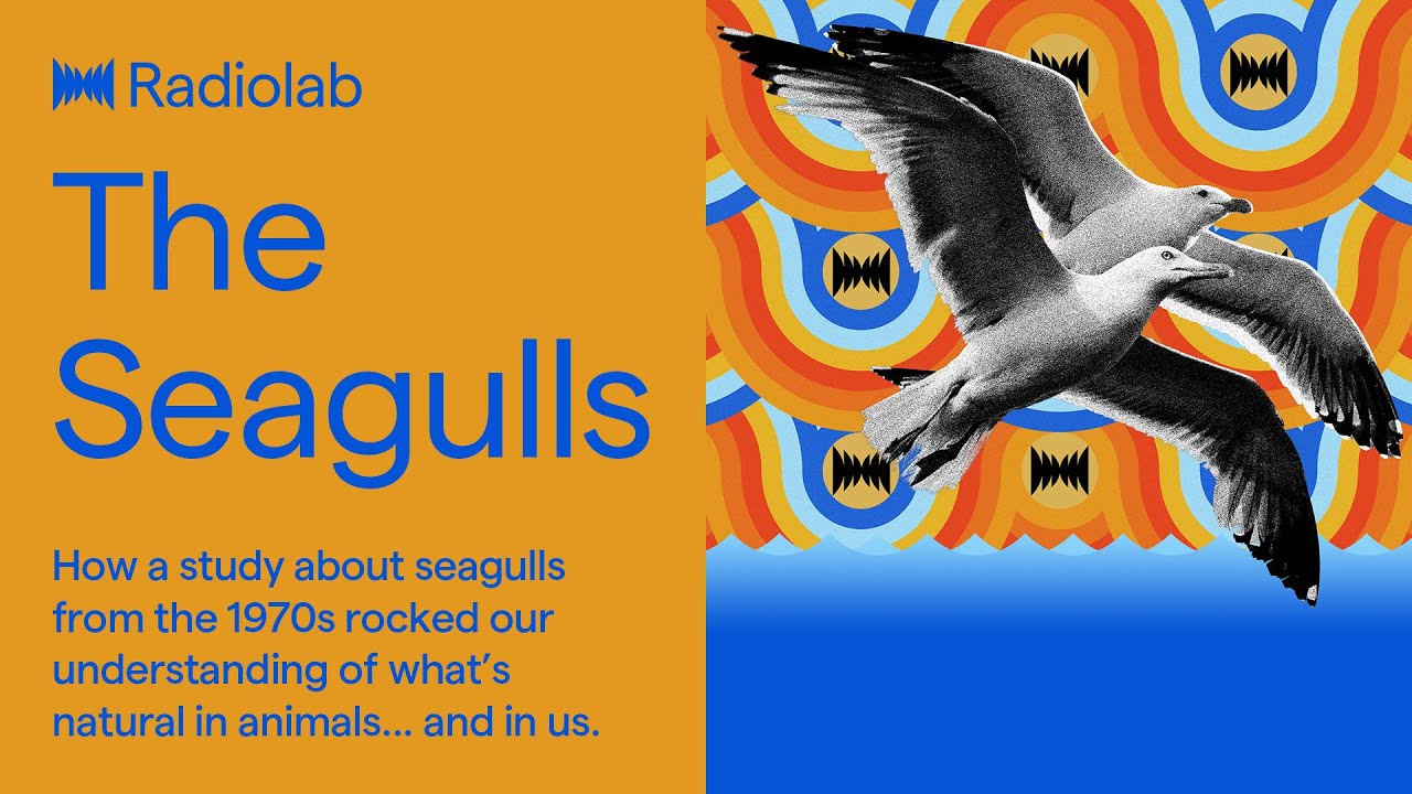 The Seagulls | Radiolab Podcast
