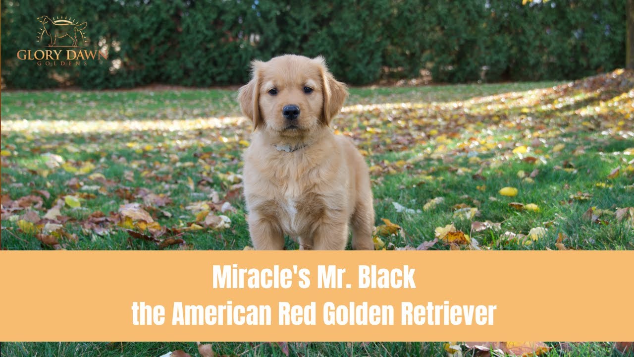 Miracle's Mr. Black the American Red Golden Retriever - Manding