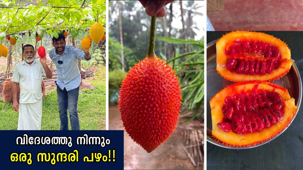 വിദേശത്തു നിന്നും ഒരു സുന്ദരി പഴം  ഇനി നമ്മുടെ നാട്ടിലും വിളയും..😋 Gac Fruit in Kerala