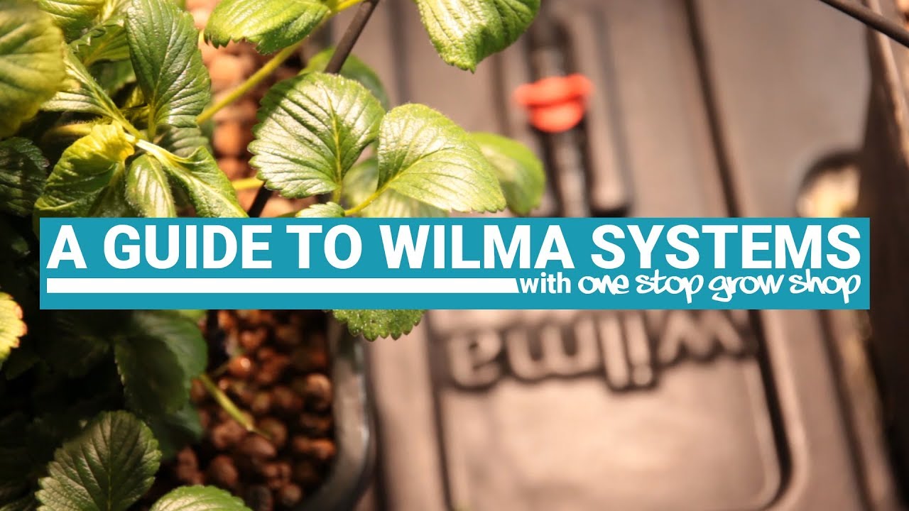 Origin (Wilma) Systems - The Ultimate Guide