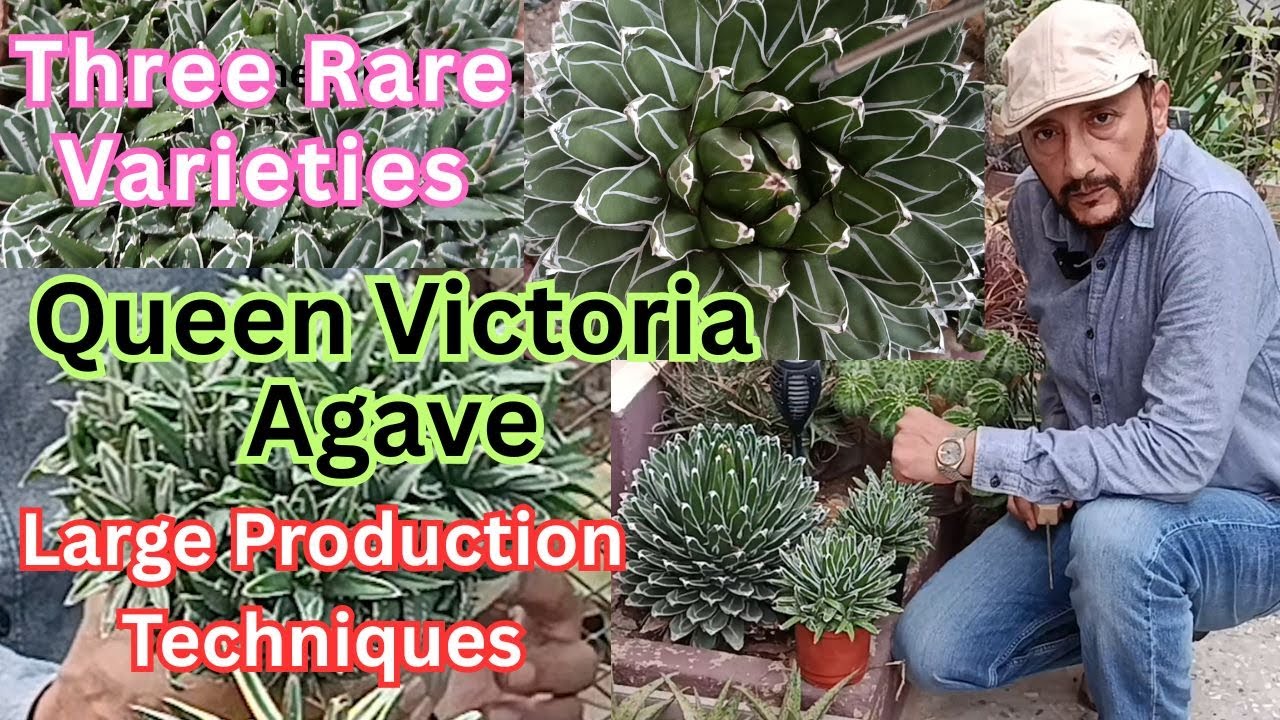 Queen Victoria Agave 🌵Cactus and Succulent Plant Care, Varieties & Propagation | English Subtitles