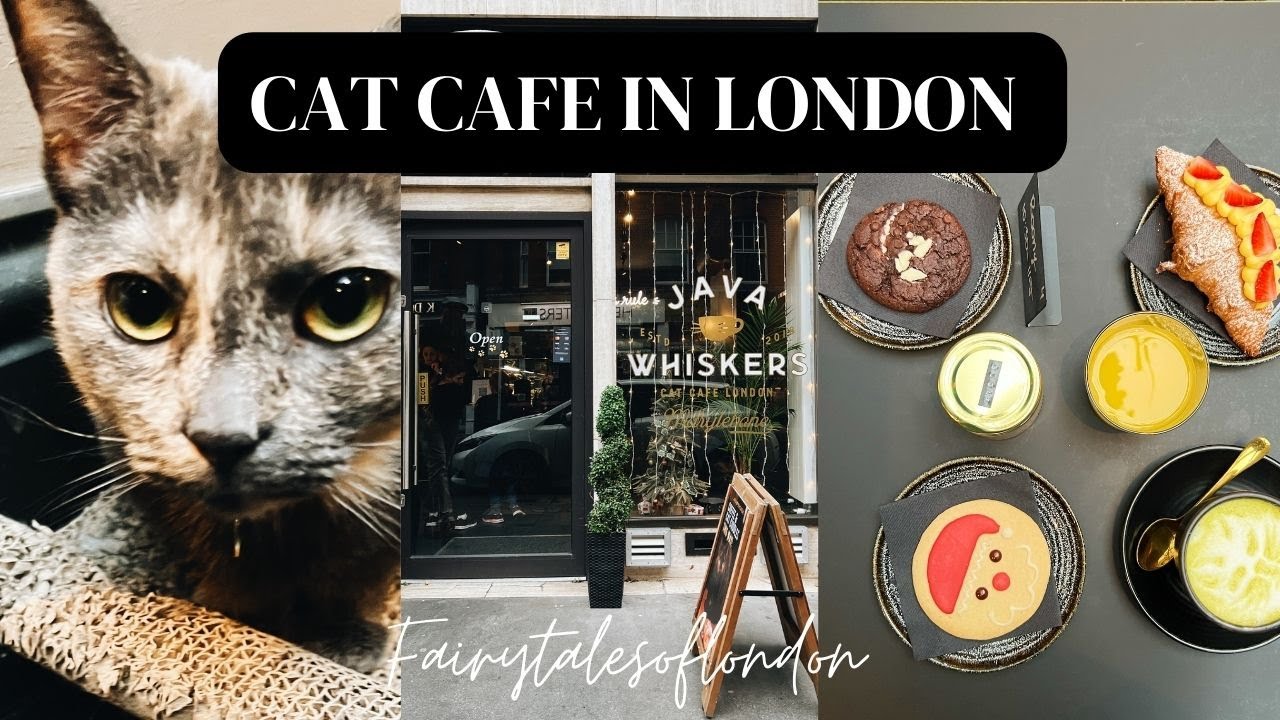 Cat café in central London I Java Whiskers Cat Cafe I Cat Cafe London Java Whiskers UK I Marylebone