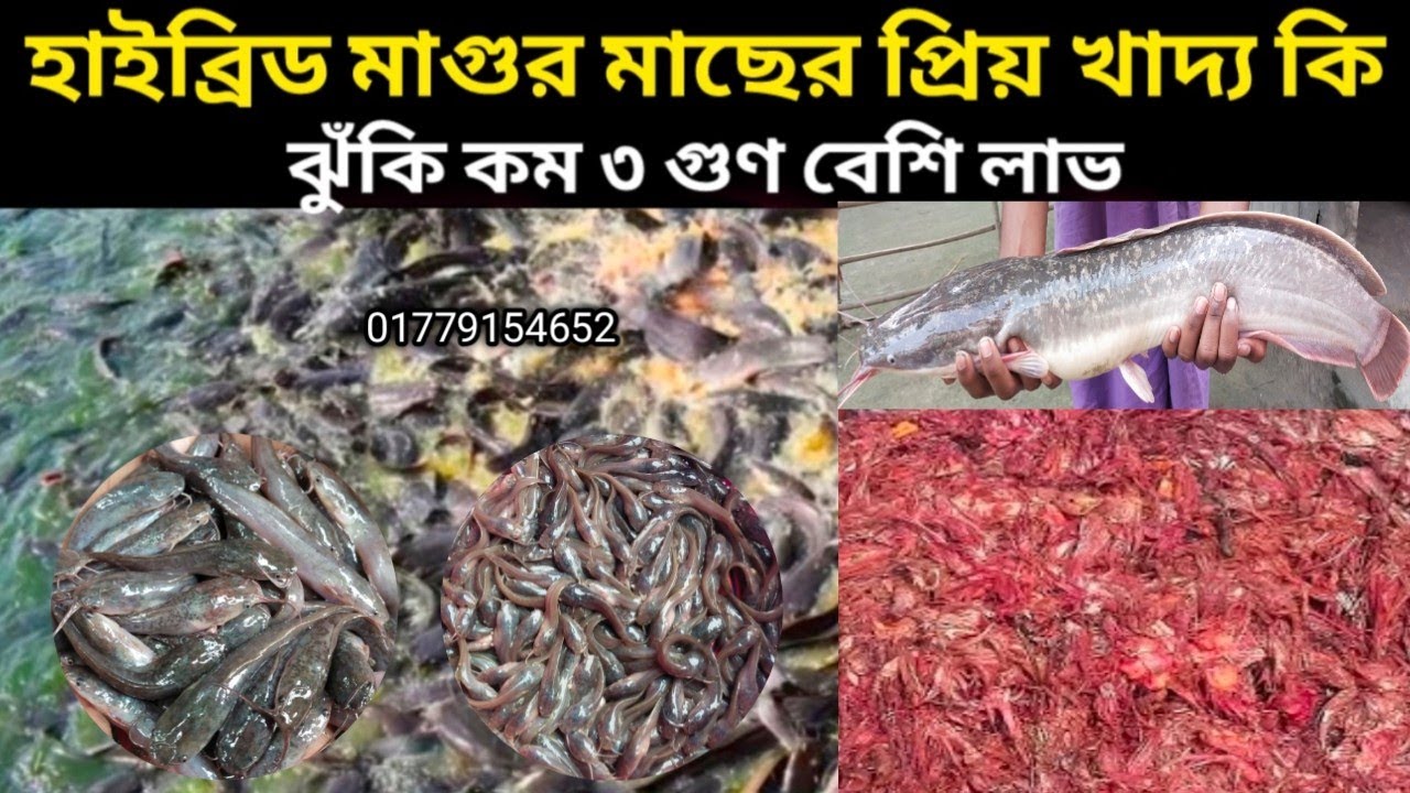 হাইব্রিড মাগুর মাছের প্রিয় খাদ্য কি | ২০২৫ সালে হাইব্রিড মাগুর মাছের পোনার দাম | Hybrid magur fish