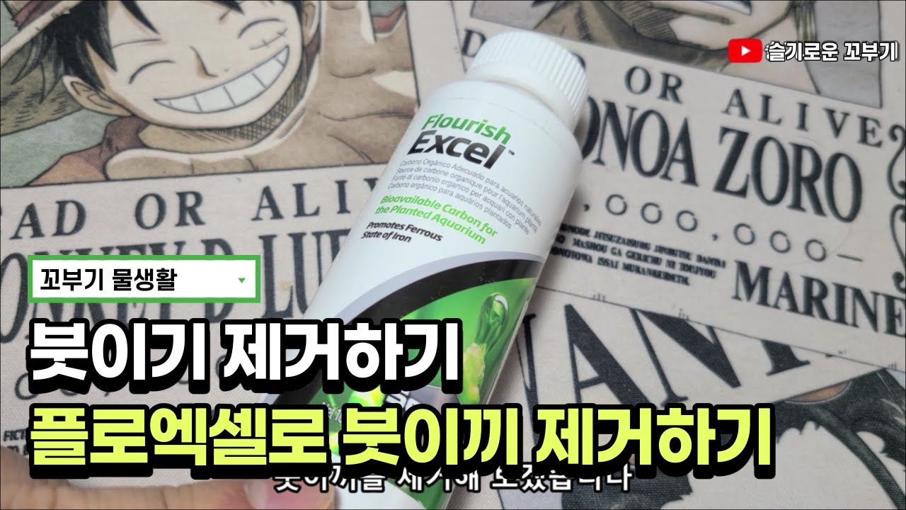 새우어항 붓이끼 플로엑셀로 제거하기!!