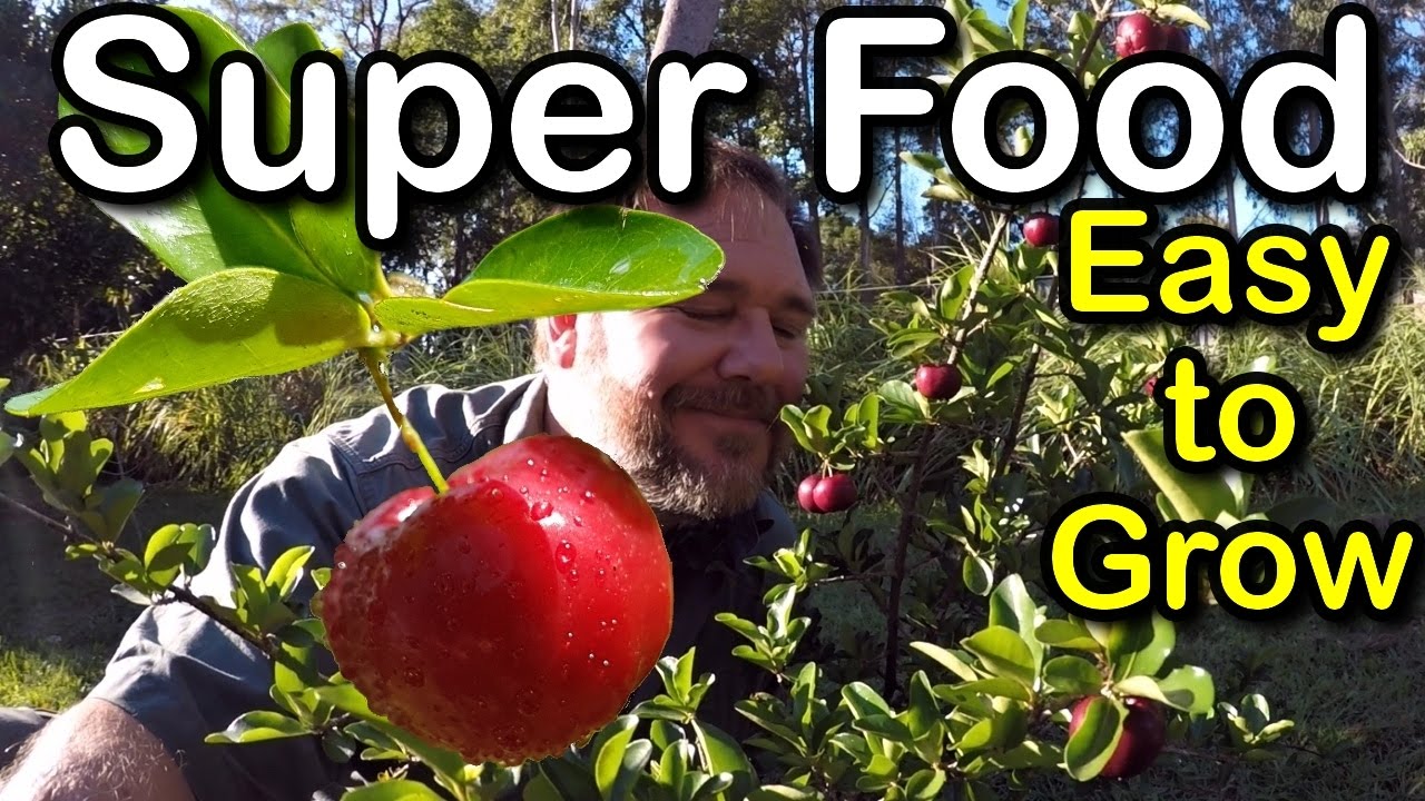 Try Growing Barbados Cherry for Hot Climates (low chill) How-to Superfood