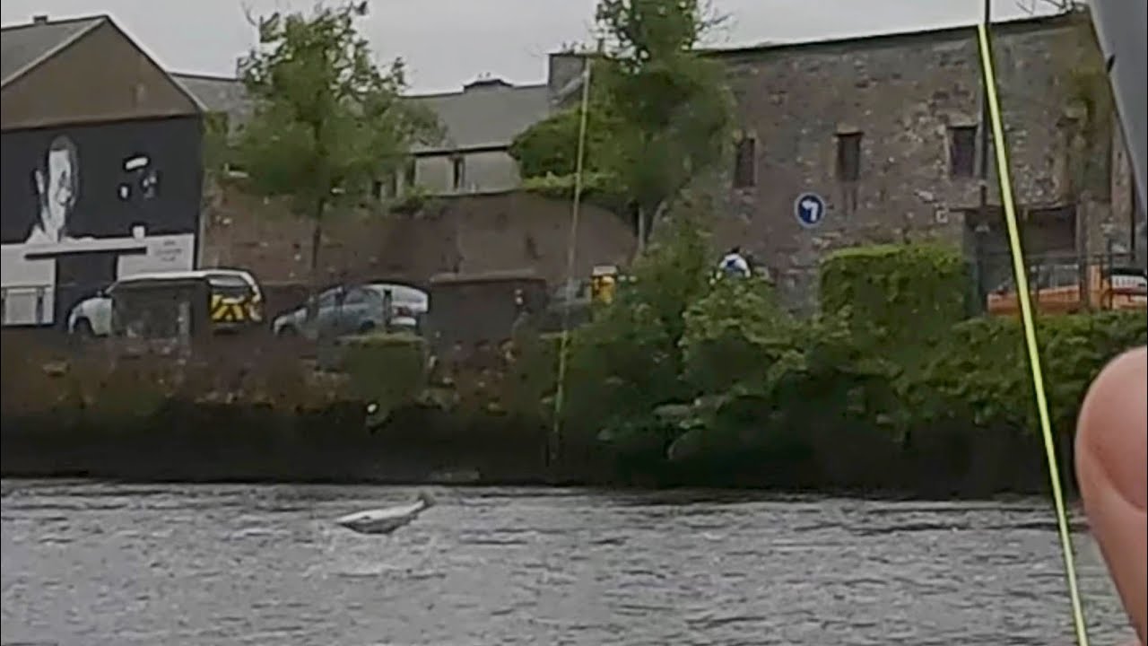 Large Atlantic Salmon River Moy 🎣