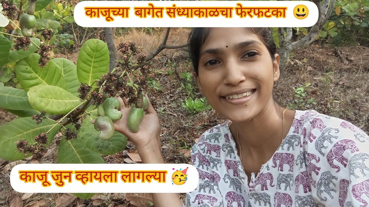 काजूच्या बागेत संध्याकाळचा फेरफटका😃 काजू जुन व्हायला लागल्या🥳 गावठी काजूही लागल्या🤩