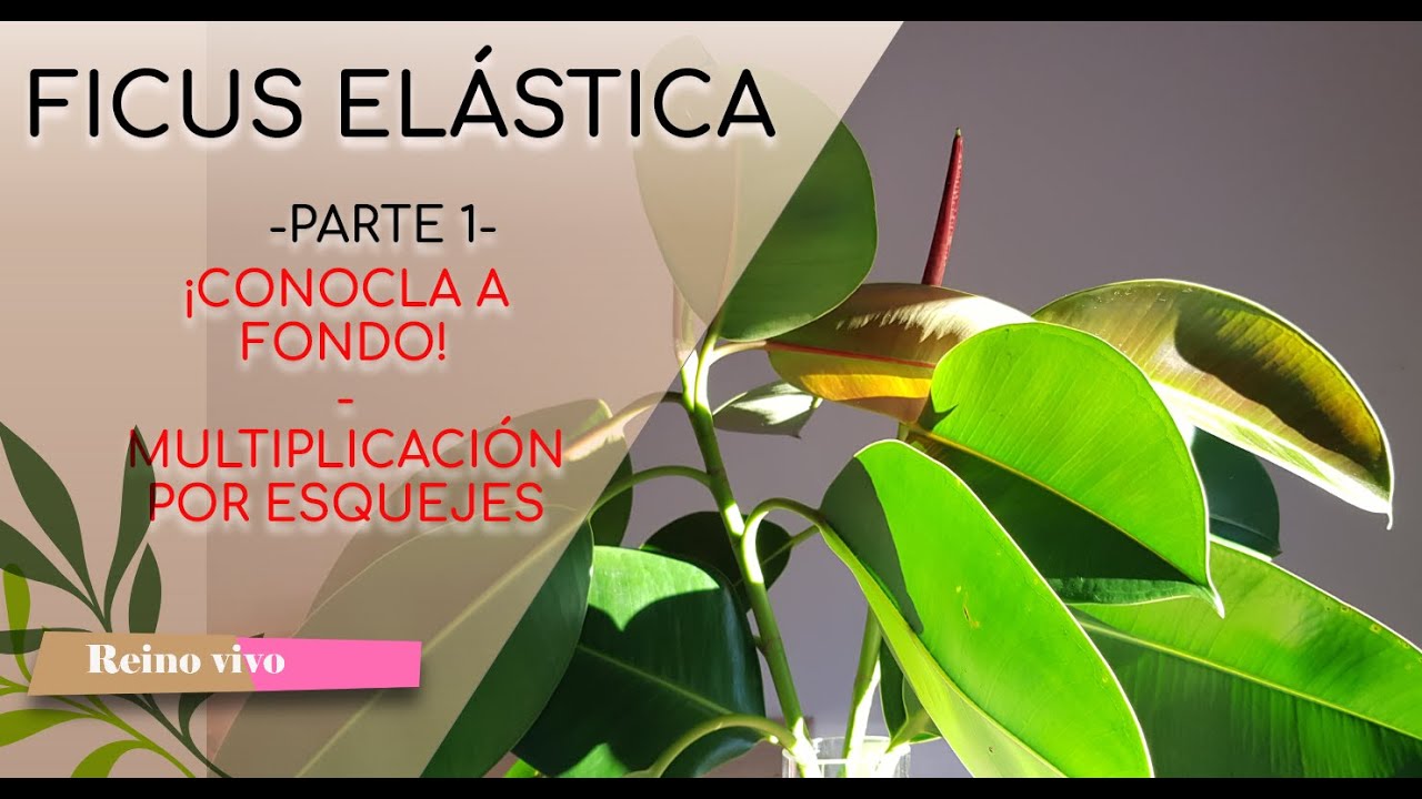 Ficus elástica o gomero. Cuidados y propagación. TODO LO QUE DEBES SABER