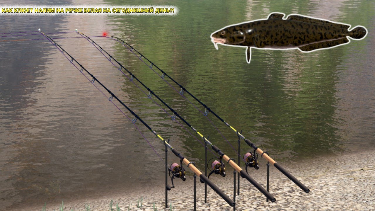КАК КЛЮЕТ НАЛИМ НА РЕЧКЕ БЕЛАЯ НА СЕГОДНЯШНИЙ ДЕНЬ?! ИСТОРИЯ ПОВТОРЯЕТСЯ!