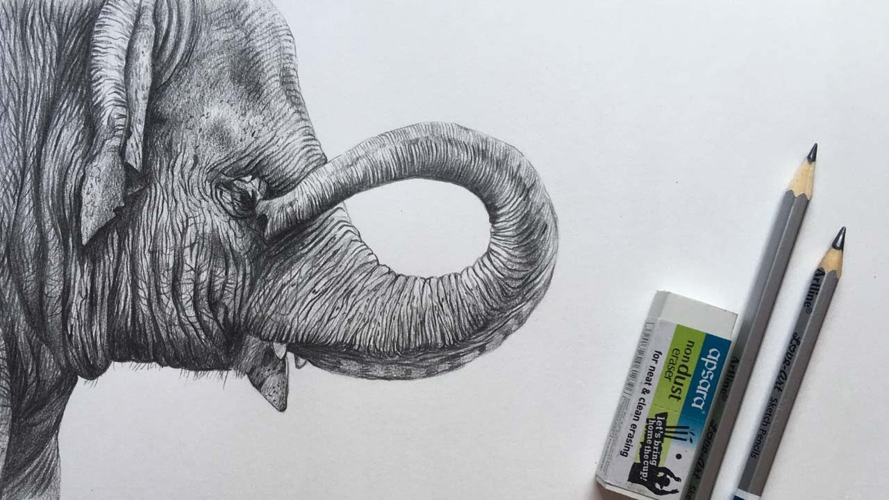 Elephant Drawing | Elephant Face Pencil Sketch | Animal Drawing