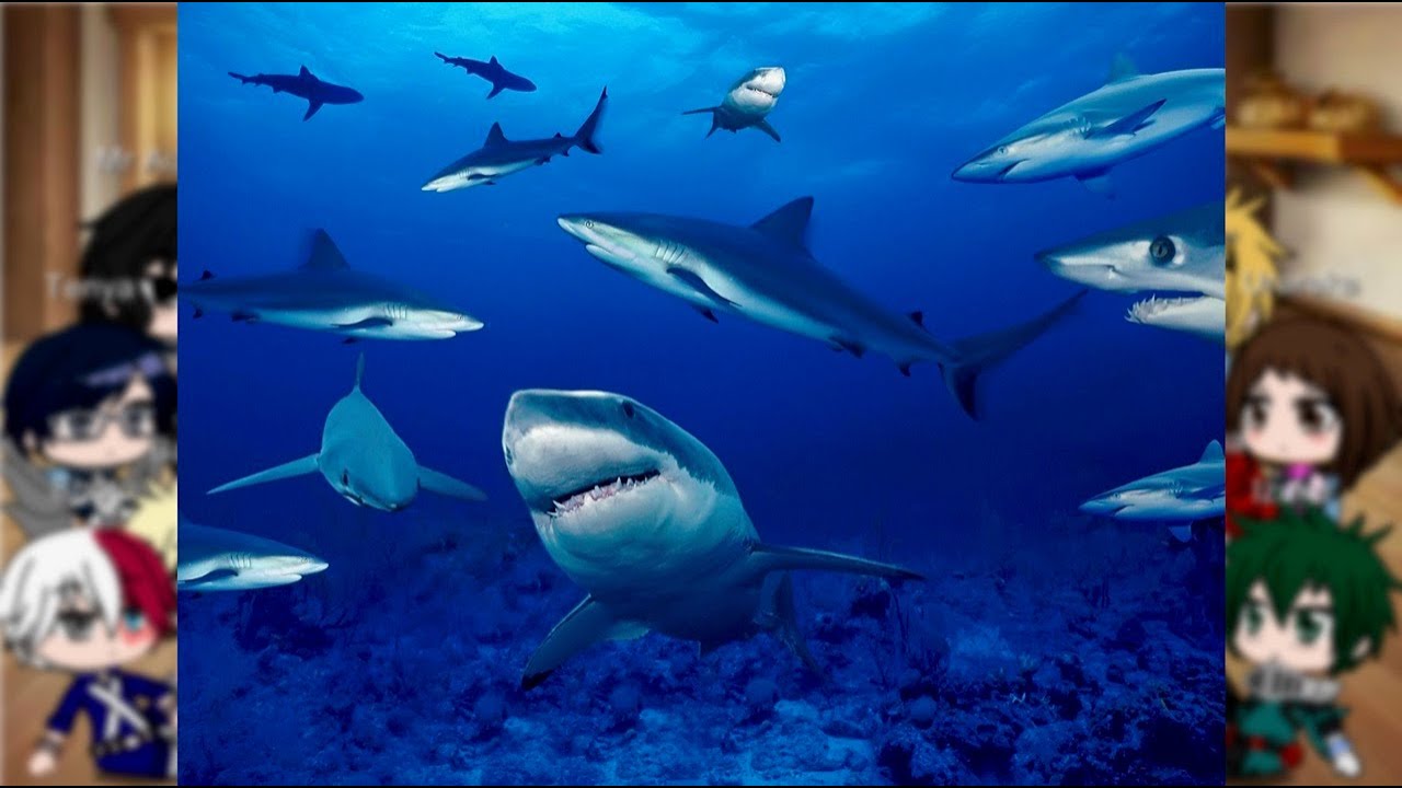 MHA react to Wild Animals (Sharks)