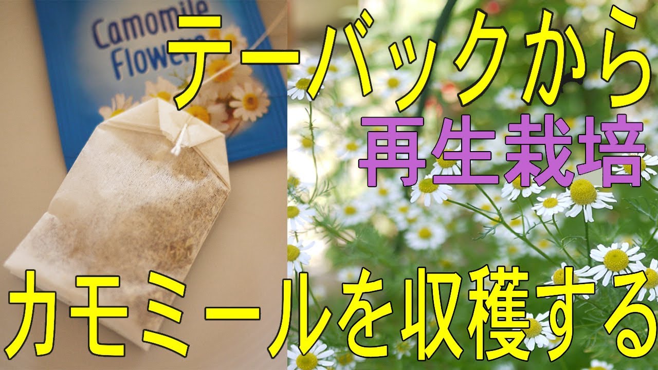 ⚫️再生栽培（２５）／ハーブティーバックからカモミールを育てる。/From Chamomile TeaBags