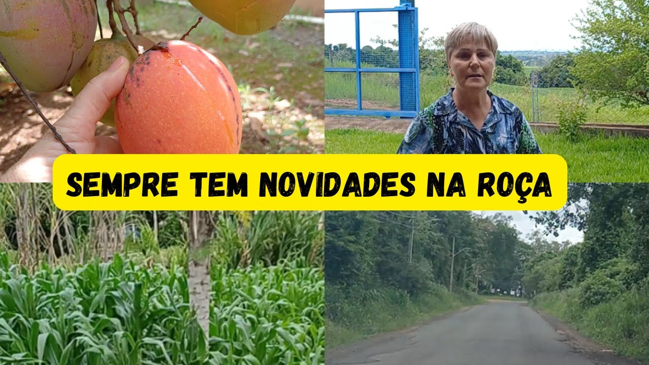 VOU MOSTRAR AS NOVIDADES ENCANTADORAS DA NOSSA CHÁCARA, MILHO VERDE, MANGAS, ABACAXI, ABACATE DIVINO