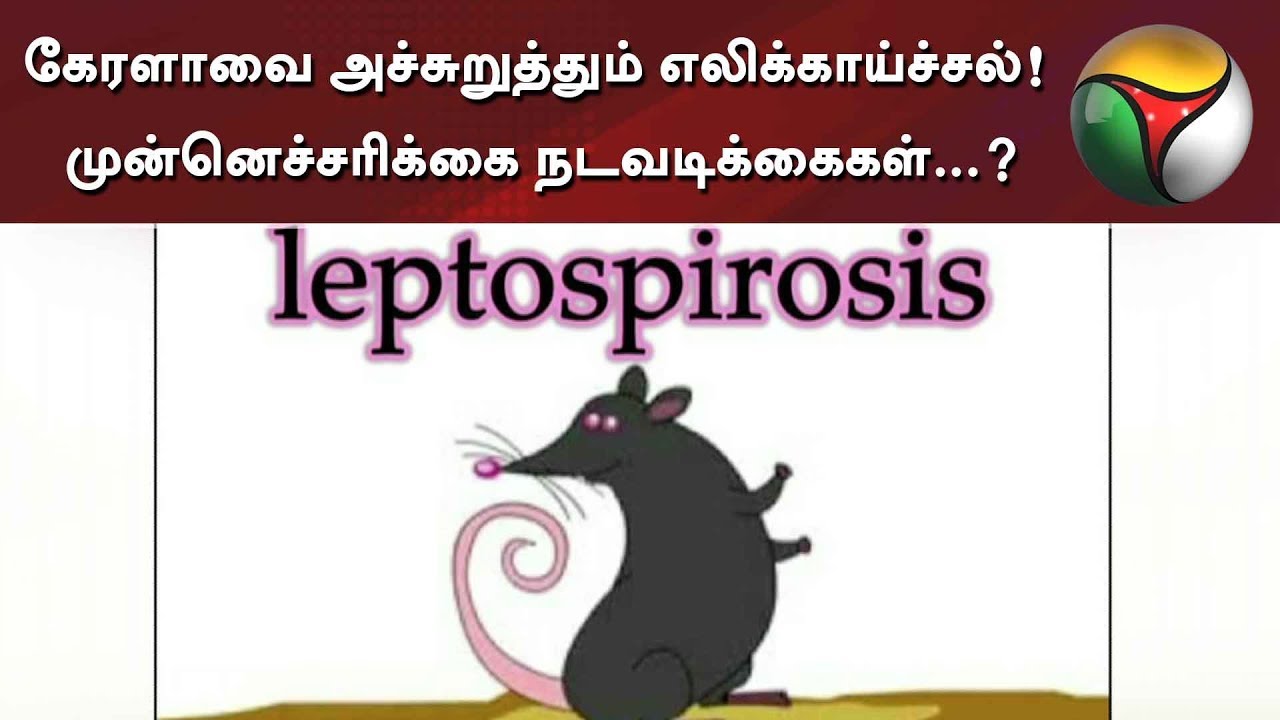 Rat Fever Scare In Kerala! Symptoms, treatments and causes | #RatFever #Kerala